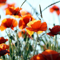 Anniversary Surprise Box: Preorder