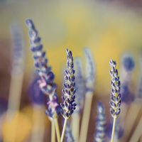 Anniversary Surprise Box: Preorder